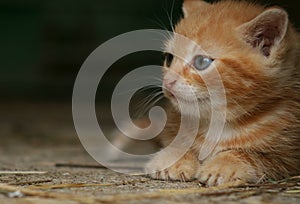 Gingery kitten
