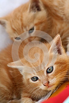Gingery kittens