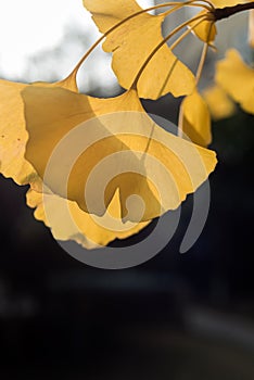 Gingkgo leaves in the sunlight