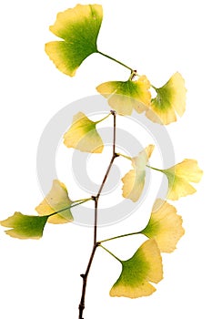 Gingko biloba