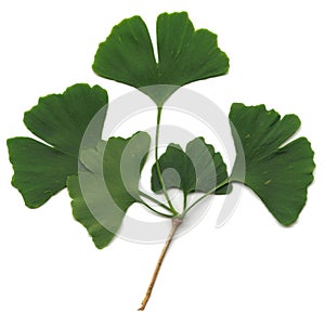 Gingko biloba photo