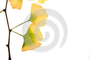 Gingko biloba autumn leaf isolated copy space