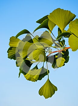 Gingko Biloba branch with green leaves