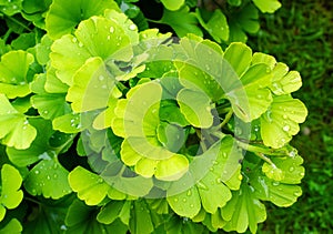 Gingko biloba. Branch with green leaves with waterdrops