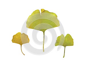 Gingko biloba branche with leaves. Watercolor hand painted illustration isolated on white background. Ginkgo plant herbal alternat