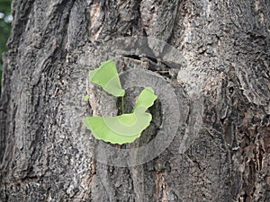 Gingko biloba leaf