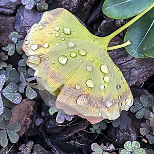 Gingko Biloba leaf moistened by dew in autumn
