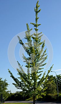 Gingko biloba tree blue sky in the park