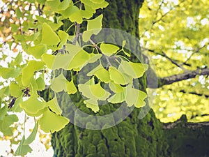 Gingko green Leafs on Tree outdoor Nature Seasonal