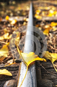 Gingko leaf on railroad