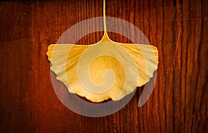 Gingko leaf