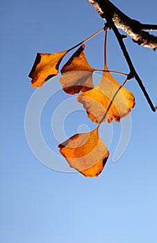 Gingko leaves