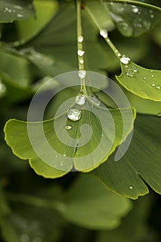 Gingko Leaves.