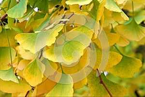 Gingko leaves