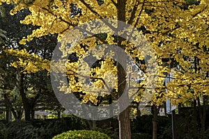 Gingko tree by autumn