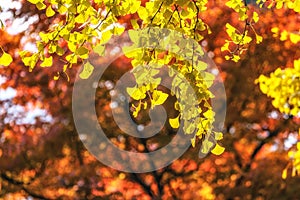 Gingko tree autumn foliage