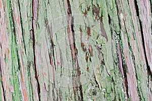 Gingko tree bark