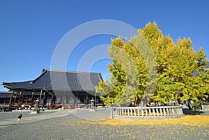 Gingo yellow leaves at Nishi Honganji Temple