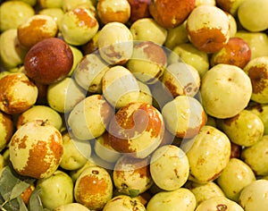 Ginjol or jujube - Ziziphus jujuba. Top view