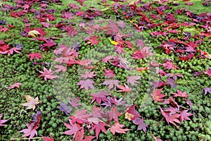 Ginkakuji Precinct Garden