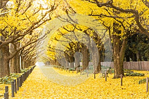 Ginkgo avenue.Icho Namiki Tokyo,Japan.