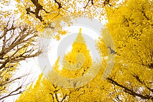 Ginkgo avenue.Icho Namiki Tokyo,Japan.