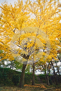 Ginkgo biloba.