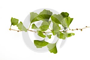 Ginkgo Biloba