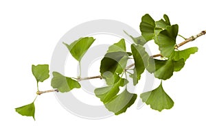 Ginkgo biloba