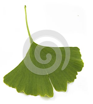 Ginkgo biloba