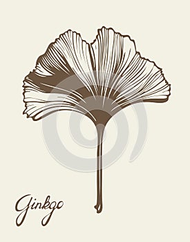 Gingko 