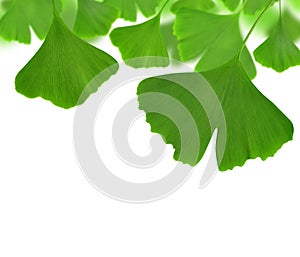 Ginkgo biloba