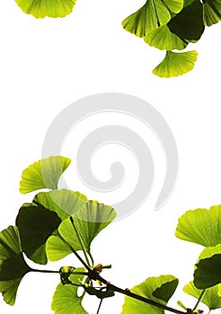 Ginkgo biloba