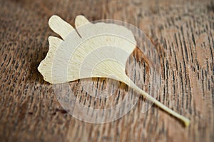 Ginkgo biloba automnal leaf