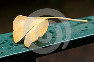 Ginkgo biloba automnal leaf leaf by rainy day