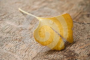 Ginkgo biloba automnal leaf on wooden background