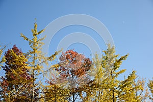 Ginkgo biloba in autumn. This tree is commonly known as ginkgo, gingko or maidenhair tree. It is famous for its decorative leaves