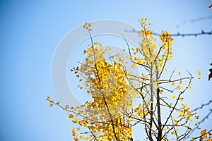 Ginkgo biloba in autumn. This tree is commonly known as ginkgo, gingko or maidenhair tree. It is famous for its decorative leaves