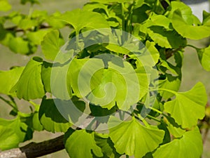 Ginkgo biloba bonsai