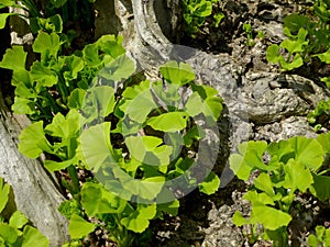 Ginkgo biloba bonsai