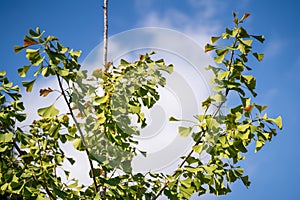 Ginkgo biloba in the botanical garden.