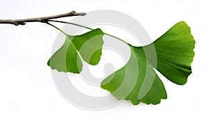 Ginkgo biloba branch displaying distinctive fan shaped green leaves against pristine white backdrop photo