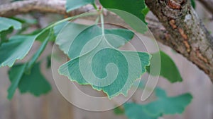 Ginkgo biloba branch with green fan-shaped  leaves close up. Commonly known as the maidenhair tree, ginkgo or gingko.