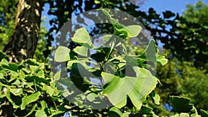 Ginkgo biloba branch with green fan-shaped  leaves close up. Commonly known as the maidenhair tree, ginkgo or gingko.