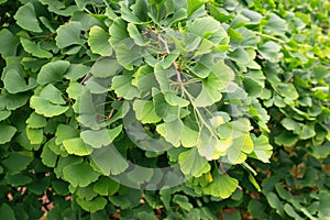 Ginkgo biloba branches and leaves also known as the maidenhair tree