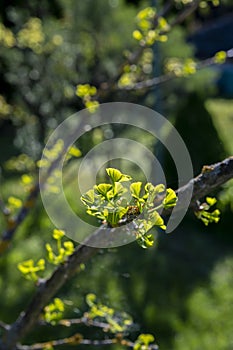 Ginkgo biloba, commonly known as ginkgo or gingko green leaves sun backlit