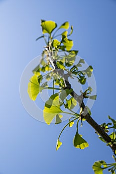 Ginkgo biloba, commonly known as ginkgo or gingko green leaves sun backlit