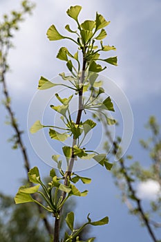 Ginkgo biloba, commonly known as ginkgo or gingko green leaves sun backlit