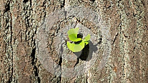 Ginkgo biloba the first spring leaves on the tree bark