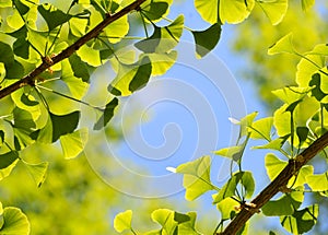 Ginkgo Biloba, Green Leaf Background